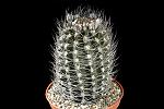 Neoporteria sp. paposo D 9 H. 12  € 30.00